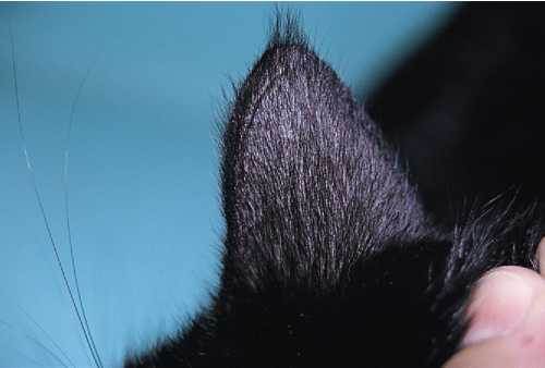 Власоеды у кошек: фото, лечение — от ветеринара