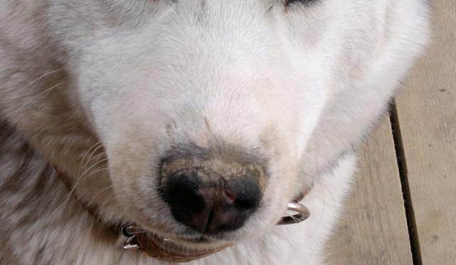 Почему у собак сухой нос и что нужно с этим делать?