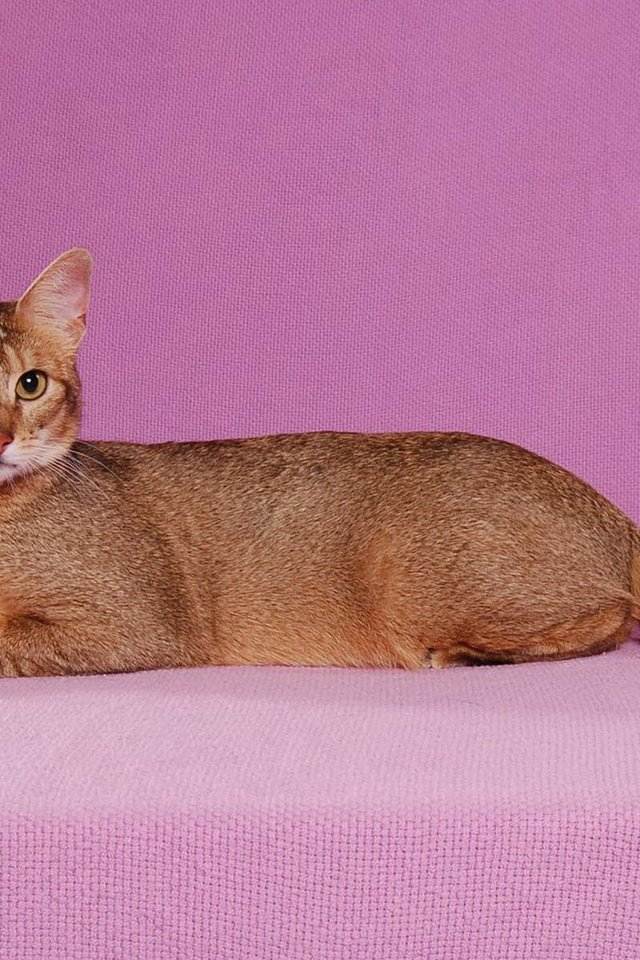 Чаузи кошка характеристика породы, фото, характер, правила ухода и содержания - petstory