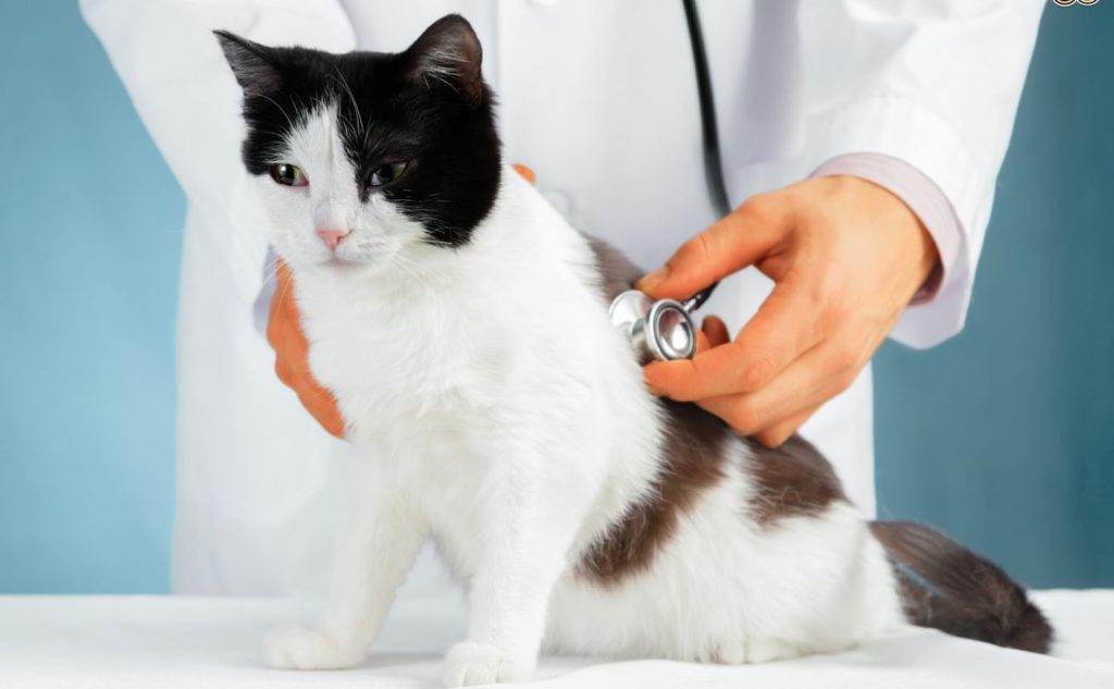 Кошки, болезни кошек, описание симптомов болезней, способы лечения