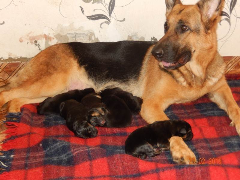 Сколько длится беременность у собак немецкой овчарки - как определить, календарь по дням и месяцам, первая и ложная беременность
