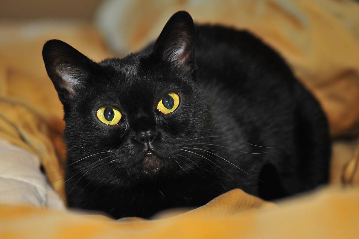 Бомбейская кошка: описание, история, содержание, уход, покупка