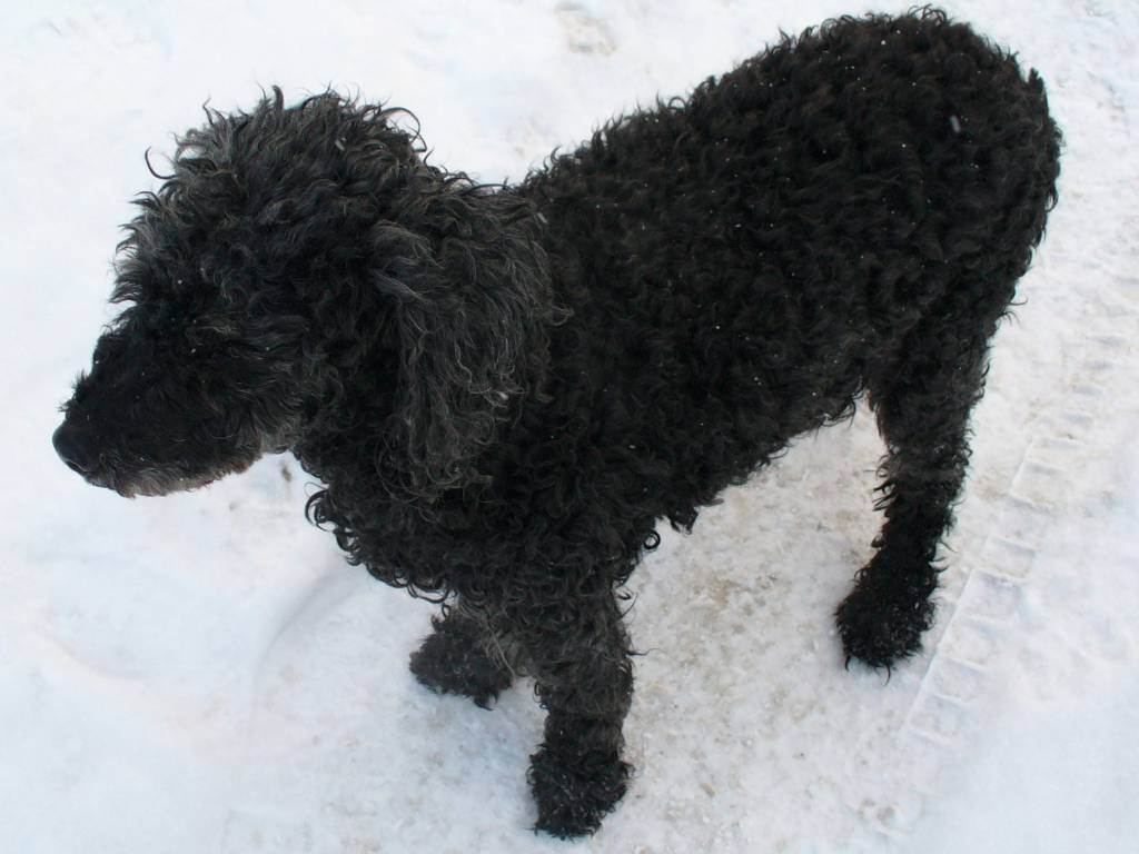 Кудрявые собаки — перечень пород с кучерявой шерстью, фото