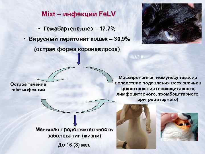 Коронавирус у кошек: симптомы и лечение короновирусной инфекции