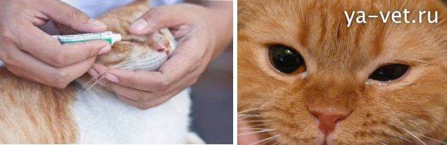 Гноятся глаза у кошки или кота: причины, что делать и чем лечить в домашних условиях котенка и взрослое животное, как промыть от гноя