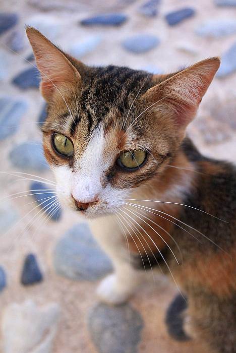 Эгейская кошка: описание породы, история и уход