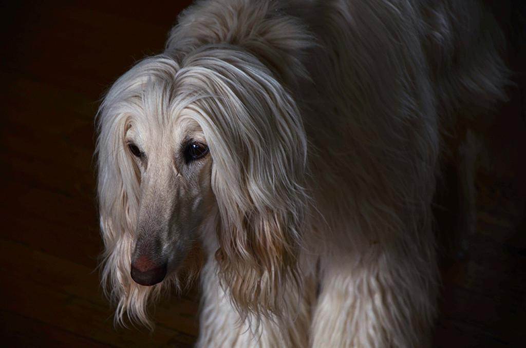 Как называются собаки с дредами: описание пород с необычным типом шерсти