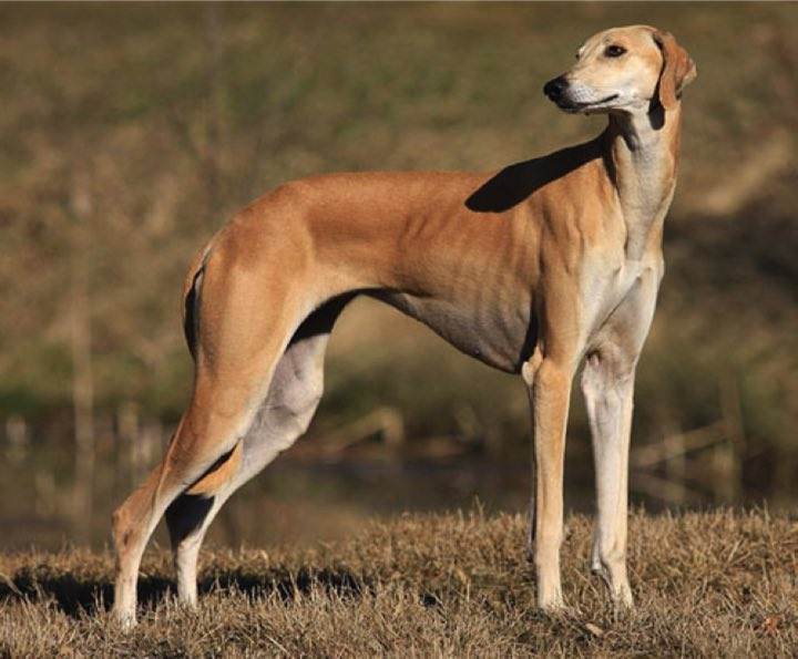 Лучшие породы охотничьих собак с фотографиями и названиями