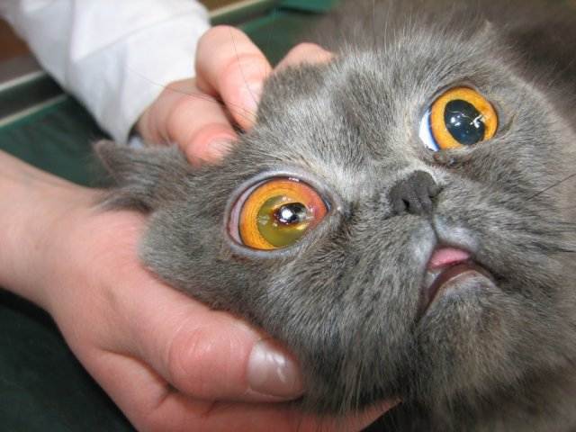 Воспаление глаз у кота: что делать | муркоша