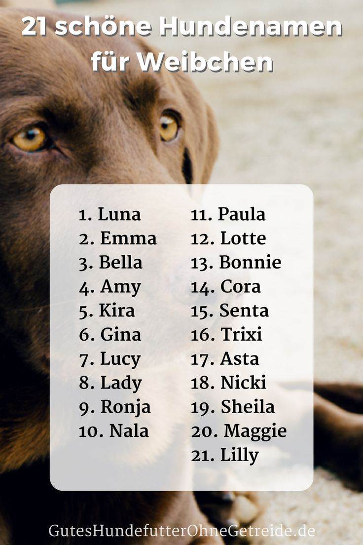 Красивые имена для собак-девочек: самые современные редкие и легкие клички для крупных, средних и мелких пород (чухуахуа, овчарки, хаски, йорки, шпицы и другие)