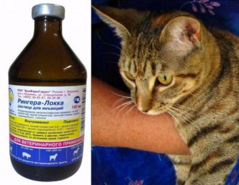 Отравление у кошек и котов: симптомы и лечение в домашних условиях, чем лечить котенка