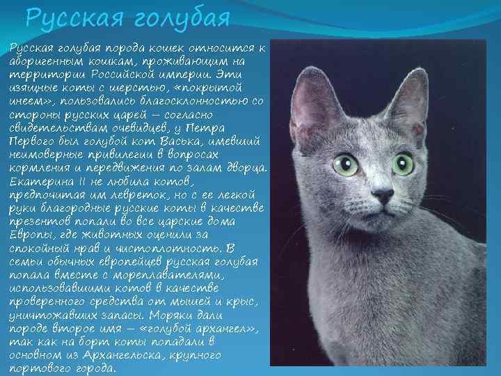 Сибирская кошка: фото, описание породы, уход, кормление, достоинства