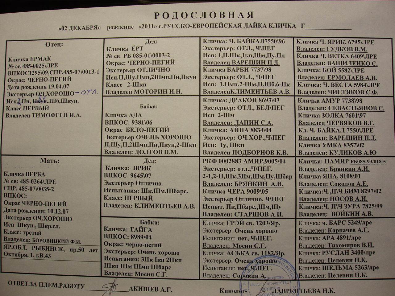 Русско-европейская лайка. породы лаек - описание, фото :: syl.ru