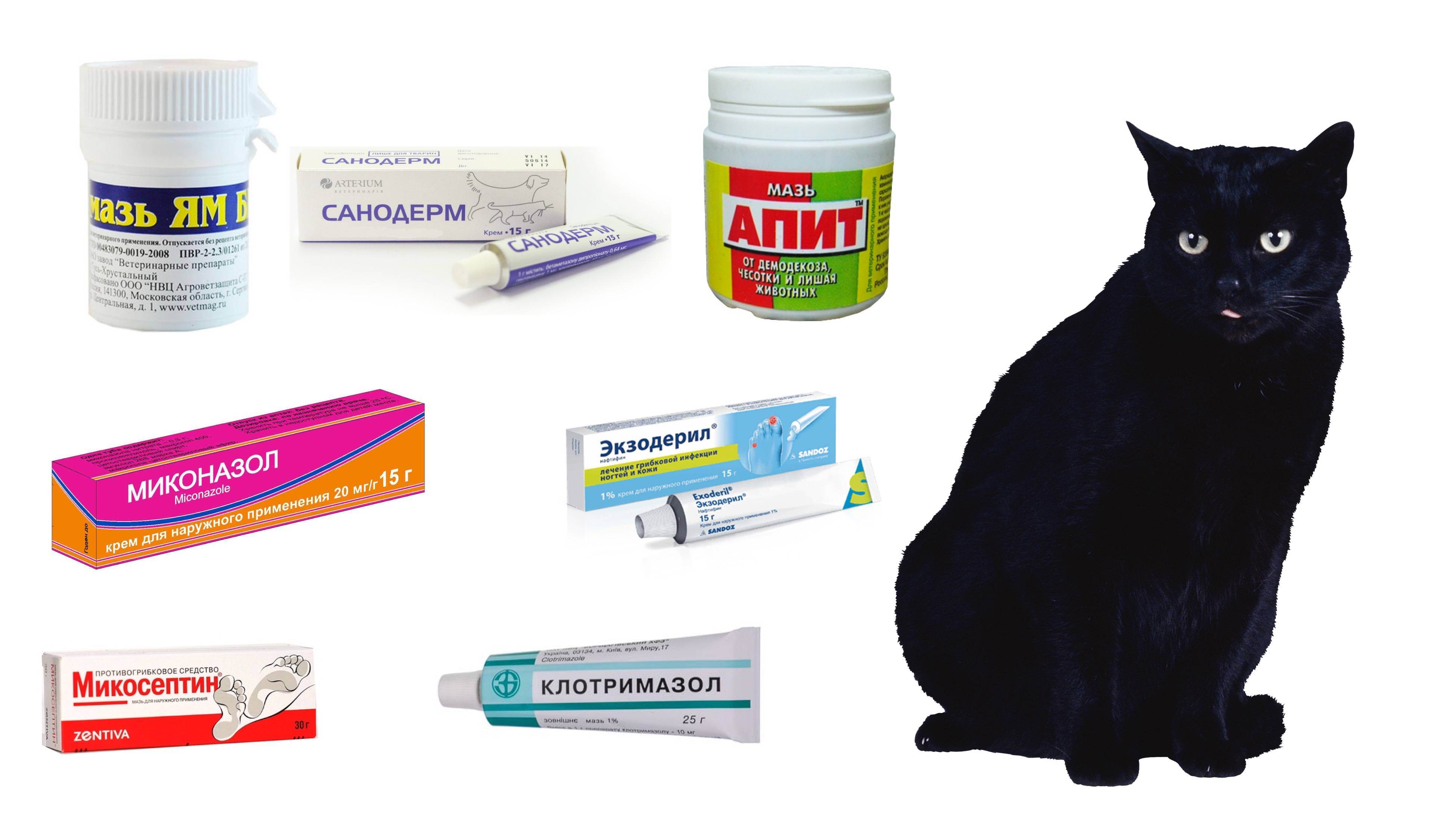 Лишай у котят: как лечить, причины заболевания, осложнения и профилактика | блог ветклиники "беланта"