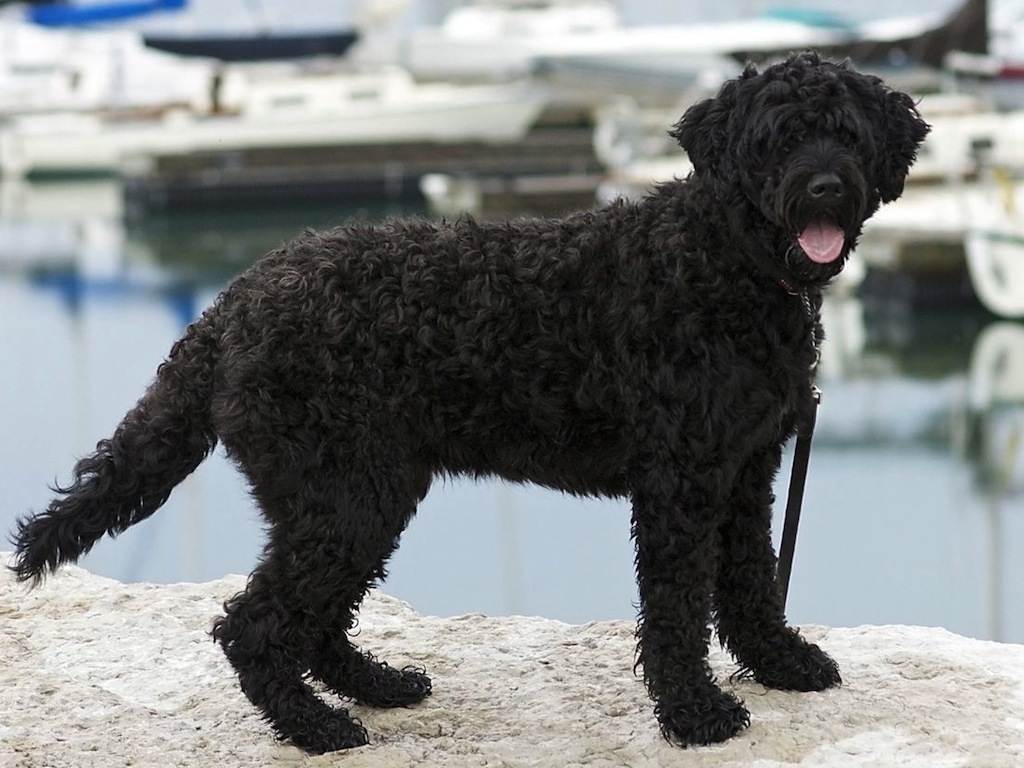 Португальская водяная собака: фото, описание породы и отзывы