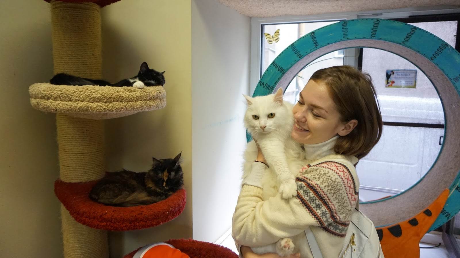 Кофе с кошками в москве ⋆ онлайн-журнал для женщин