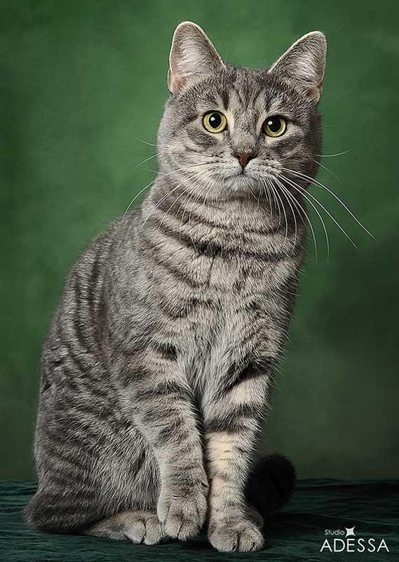Экзотическая длинношерстная кошка: описание породы с фото — pet-mir.ru