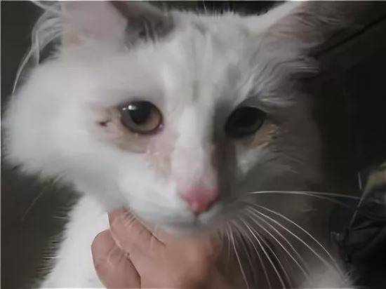 Как передается микоплазмоз у кошек, симптомы и лечение, опасность микоплазмоза кошек для человека