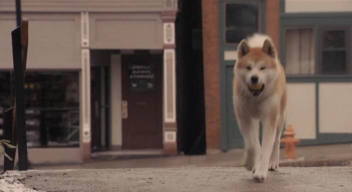 Порода собаки из фильма хатико: реальная история и отражение её в культуре