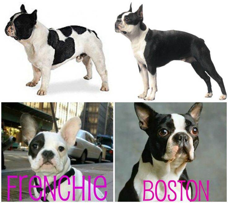 Бостон терьер и французский бульдог отличия фото — boston terrier