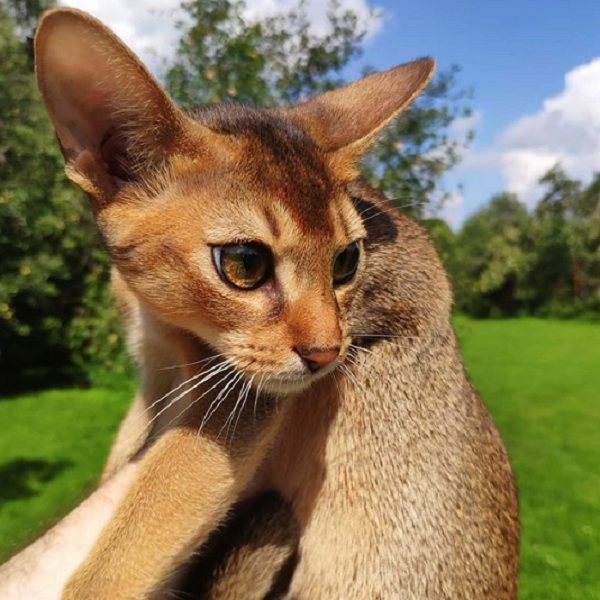 Породы кошек с большими ушами: 12 лучших представителей с фото