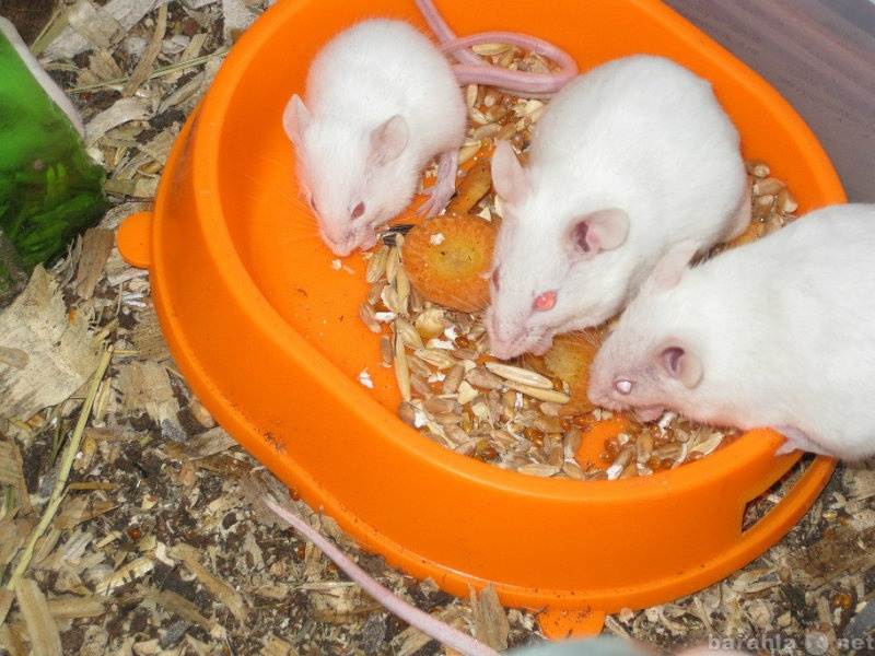 Домашние белые мыши. Декоративные мыши. Белая декоративная мышь. Декоративные крысы. Мышь домашняя белая.