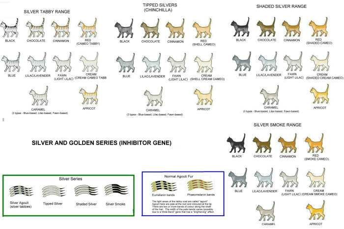 Генетика для чайников: какие бывают окрасы кошек и как они получаются