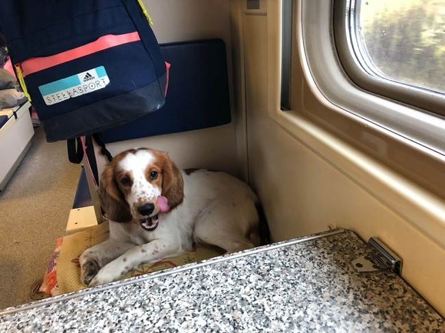 Как перевезти собаку в поезде или машине: основные правила транспортировки животного
