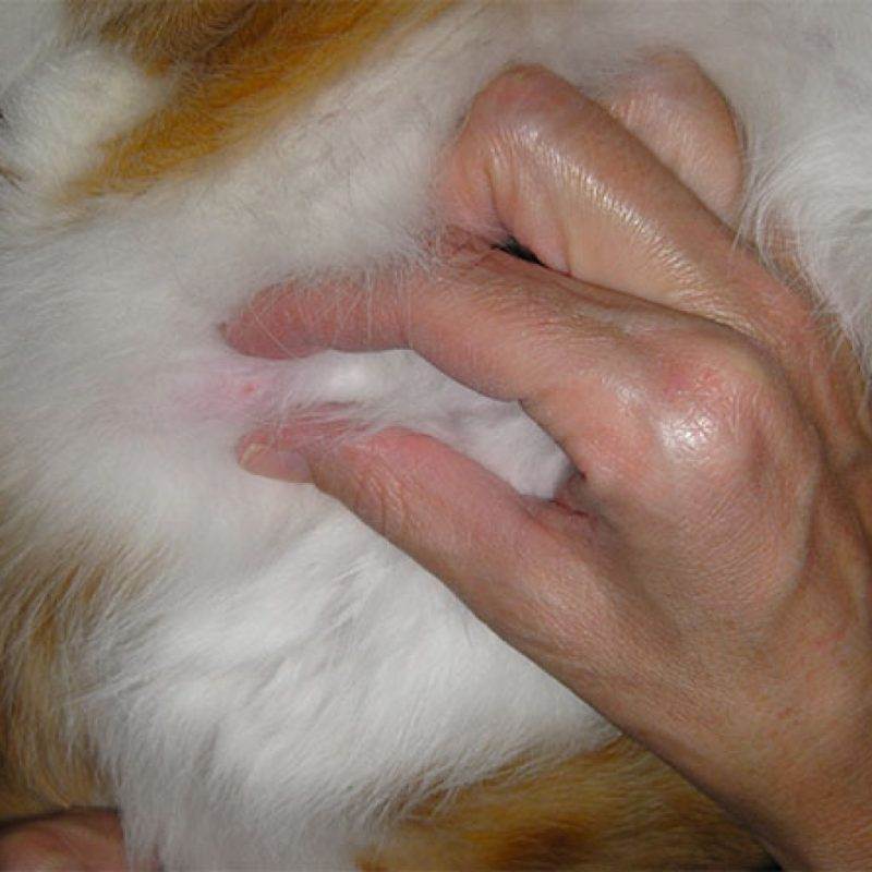 5 причин появления шишки на голове у кота - что делать - kotiko.ru