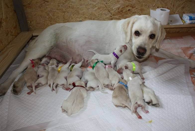 Когда можно отдавать щенков после рождения?