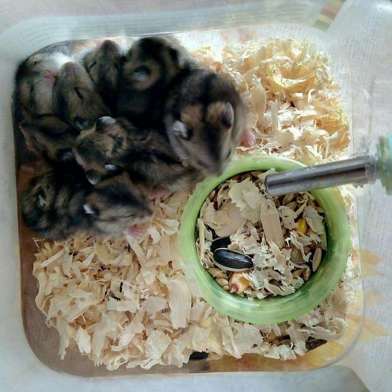 Чем кормить джунгарских хомяков в домашних условиях