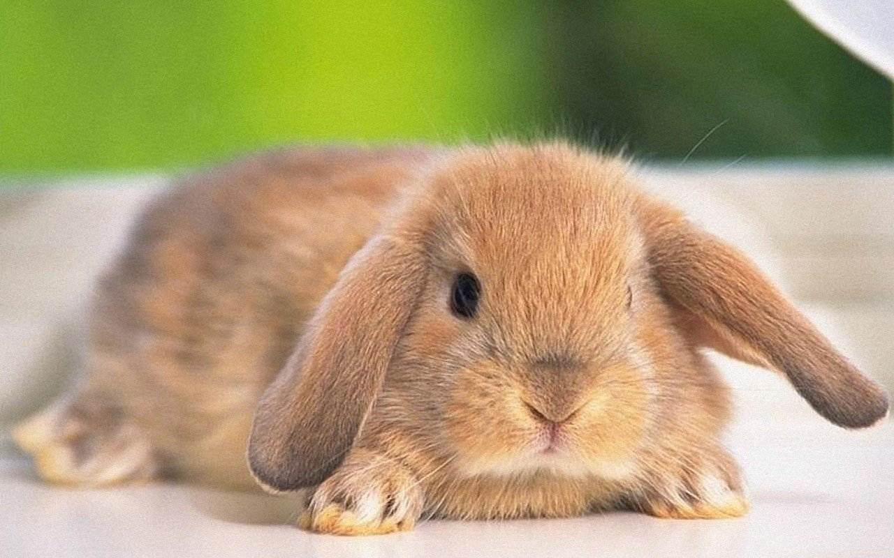 Самые красивые кролики в мире фото - о растениях