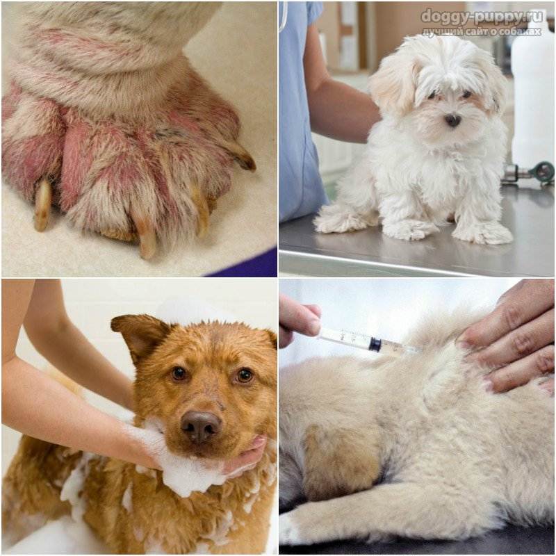 Подкожный клещ у собак: симптомы и лечение в домашних условиях