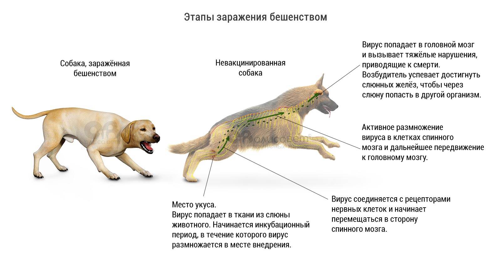 Болезнь ауески у собак - симптомы, диагностика, организация лечения