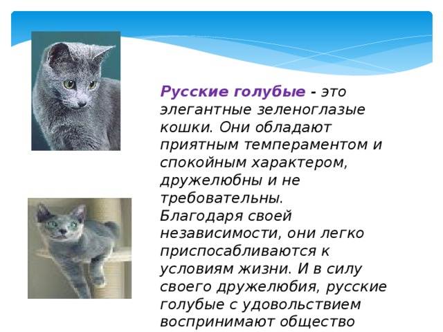 Русская голубая кошка: фото, описание, характер, содержание