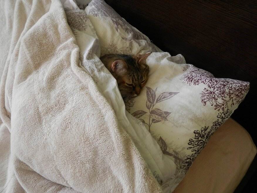 Под одеяльце. Кот в одеяле. Кот на подушке под одеялом. Кот под одеялом. Котенок укрытый одеялом.