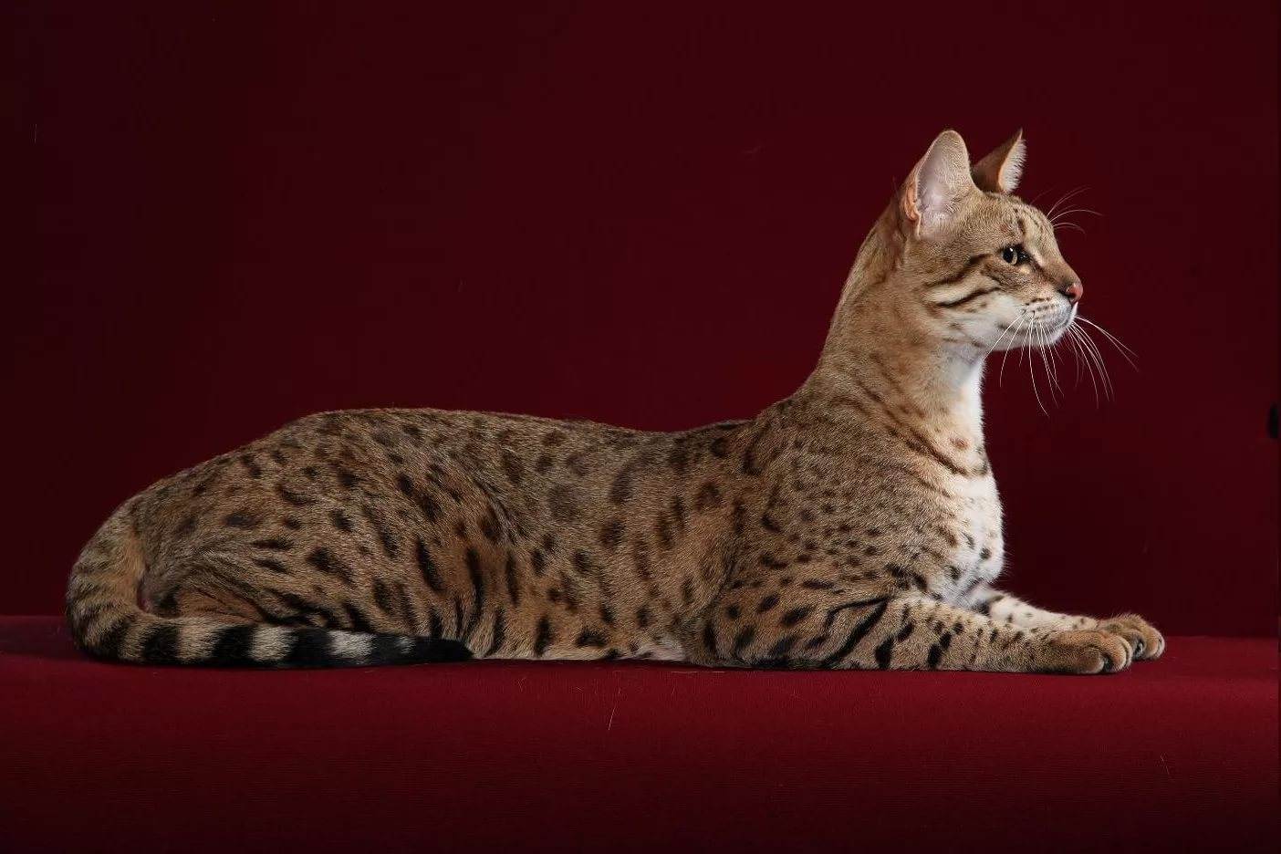 Самые красивые породы кошек в мире с фото и названиями