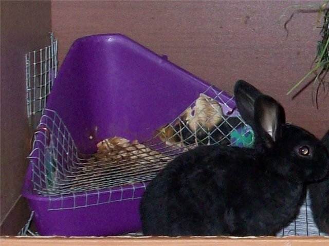 Советы как приучить декоративного кролика к лотку