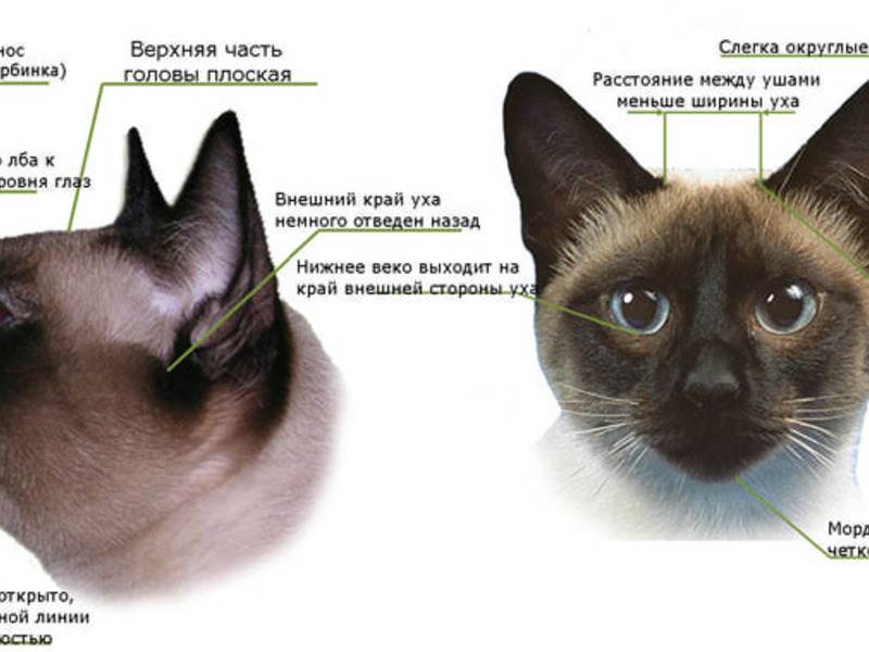 Как определить пол котенка в 1, 2, 3 месяца и более, как отличить кота от кошки - половые признаки