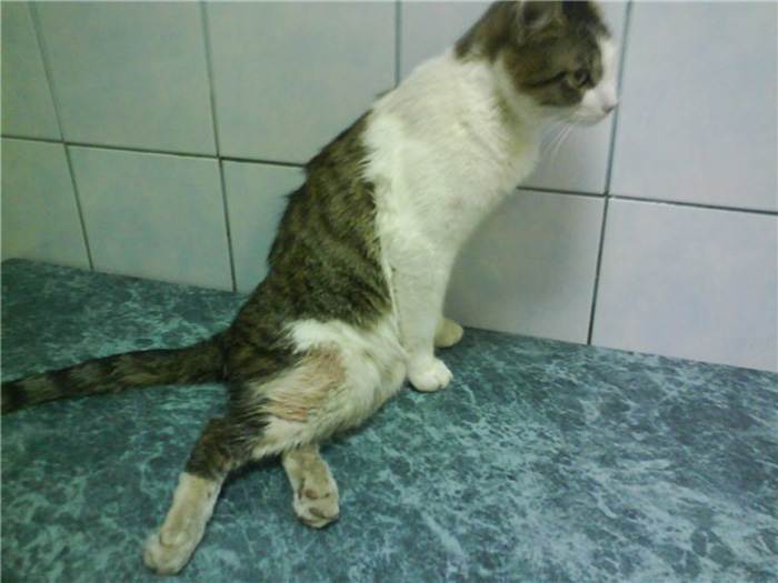 Кошка хромает на переднюю лапу без видимых повреждений