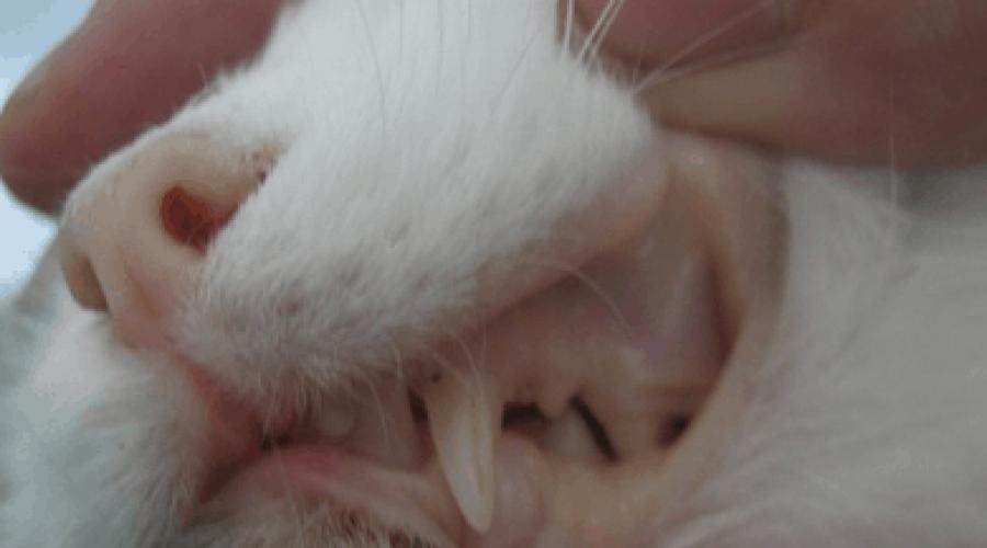 Анемия у кошек: причины и лечение – от ветеринара