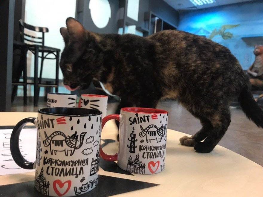 Котокафе - мода на кафе с кошками захватывает мир или топ-10 котокафе по всему миру – так удобно!  traveltu.ru