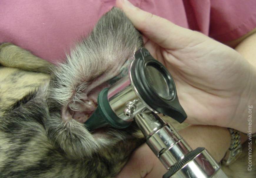 Кот чешет уши: причины и лечение | нвп «астрафарм»