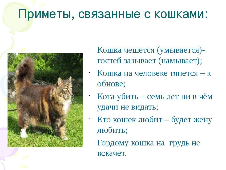 Породы рыжих котов - фото, характеристика и описание