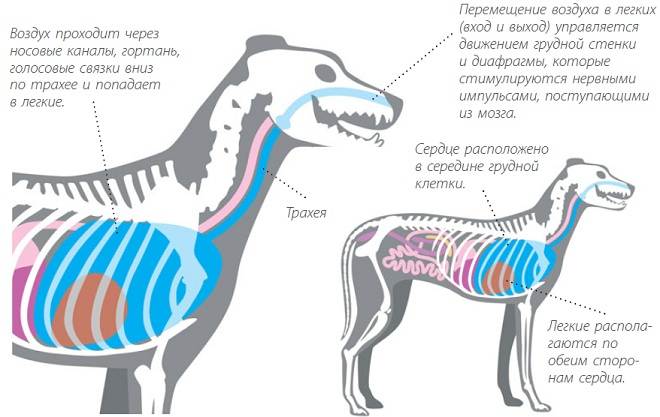 Собака дышит с открытым ртом | в чем опасность?