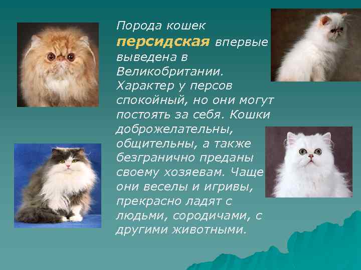 Гималайская кошка — описание происхождения, характер, уход и содержание гималайских кошек (85 фото)