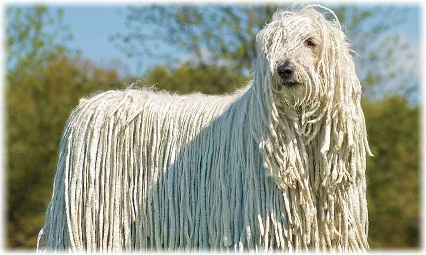 Комондор, венгерская сторожевая овчарка: стандарт породы и характер, особенности ухода и дрессировки