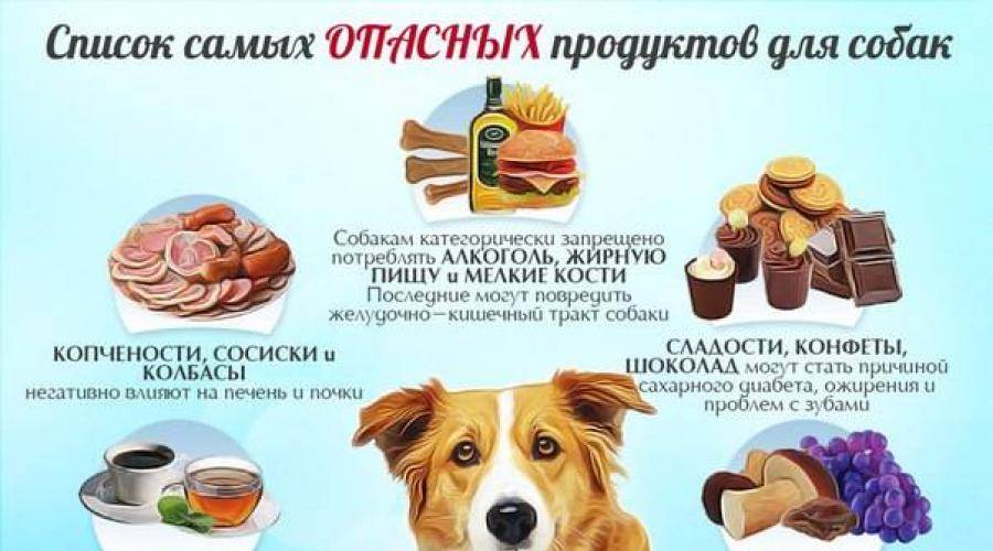 Полезные продукты для собак - список продуктов