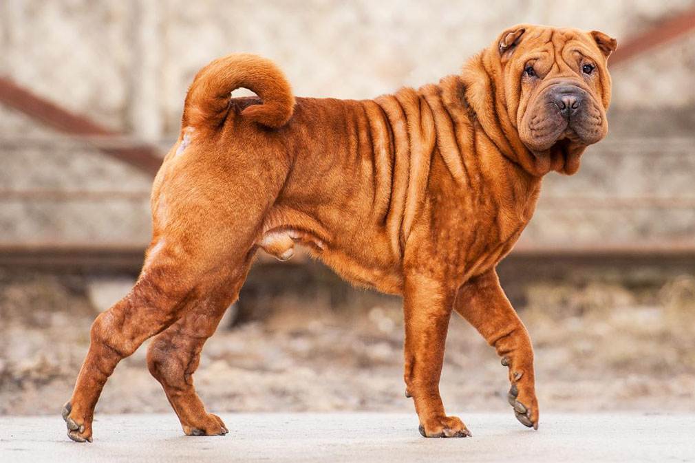 Чунцин (собака) – фото, описание породы, цена щенков