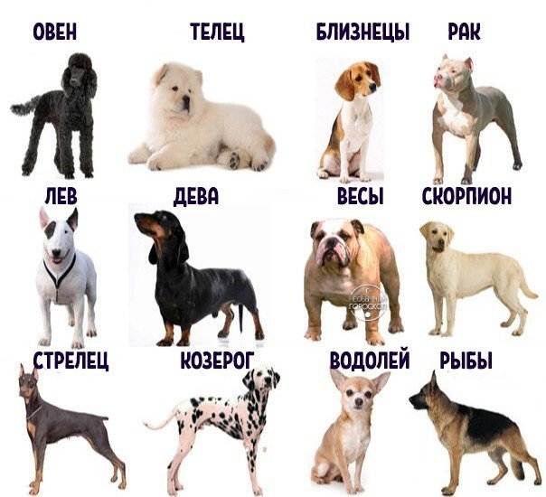 Собачий гороскоп - знаки зодиака собак - подберите ключик к пониманию характера вашего питомца!